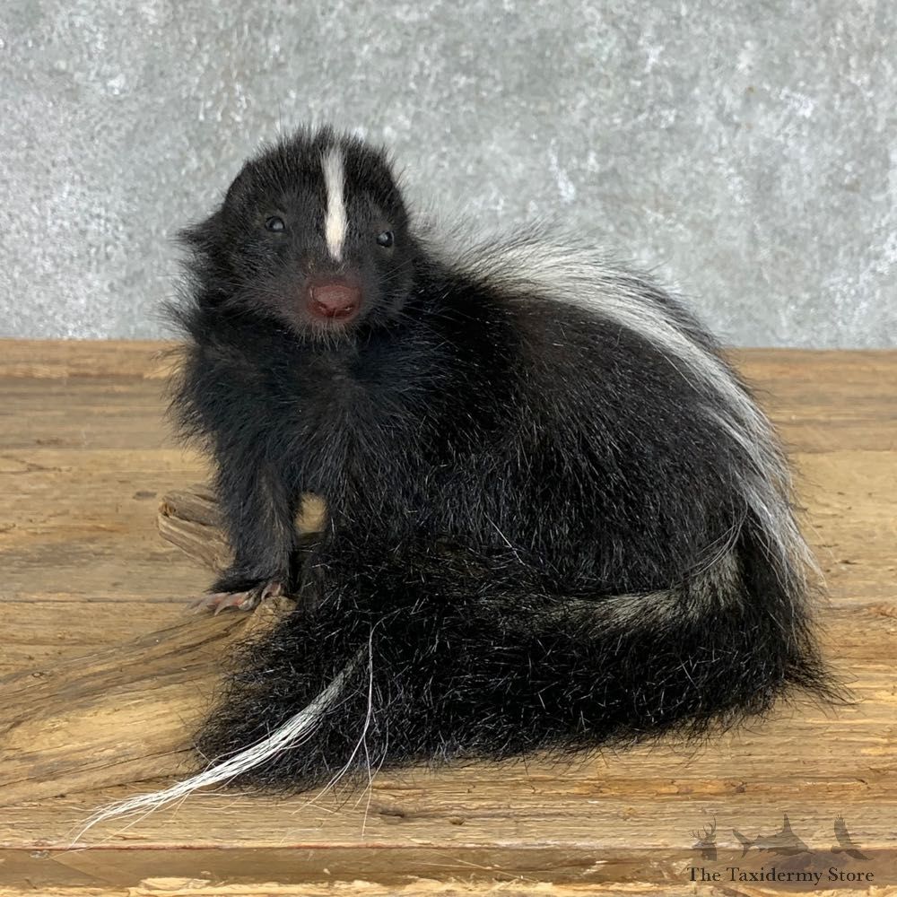 Adolescent Skunk Taxidermy Mount #22453 For Sale @ The Taxidermy Store