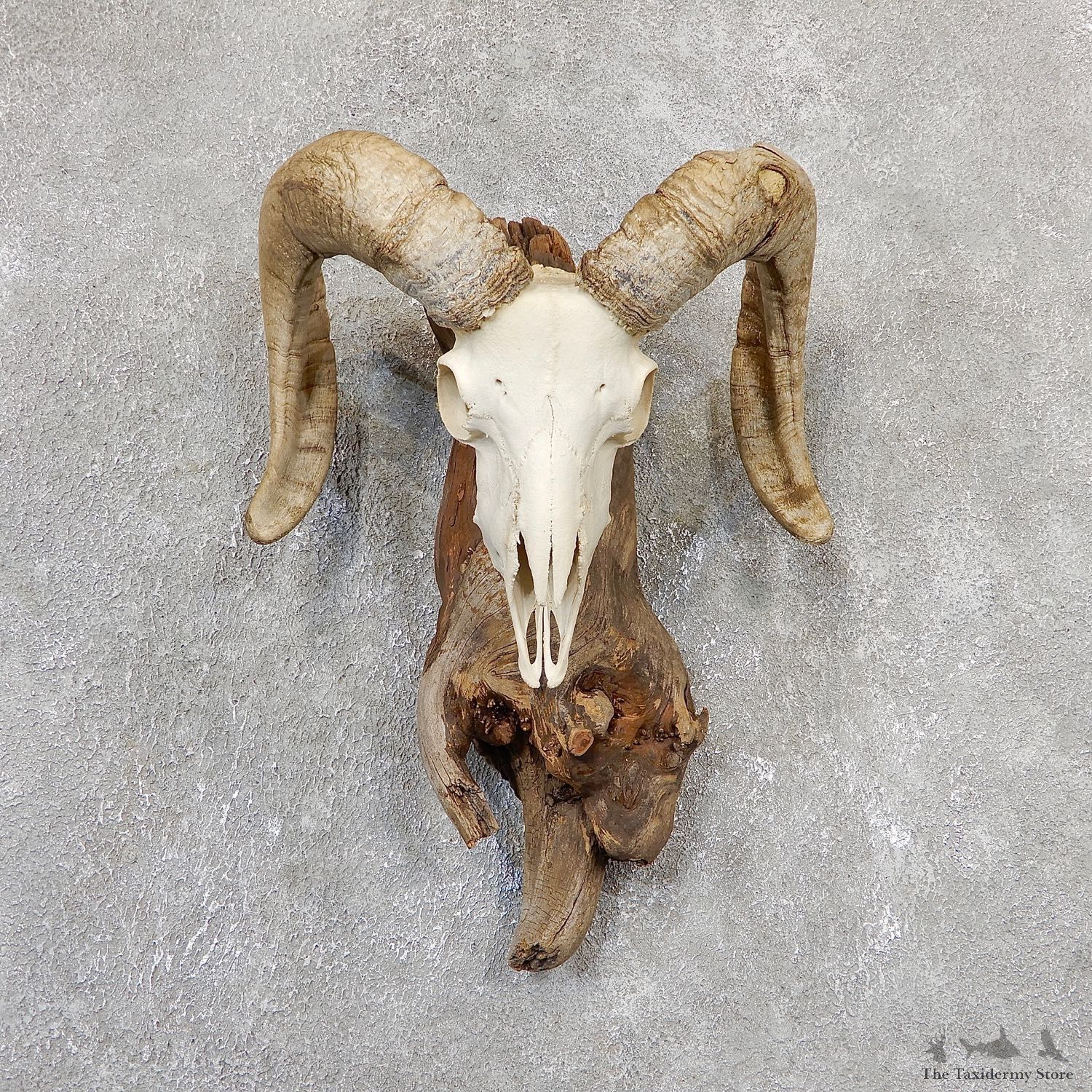 Corsican Ram Skull European Mount For Sale #19326 @ The Taxidermy Store