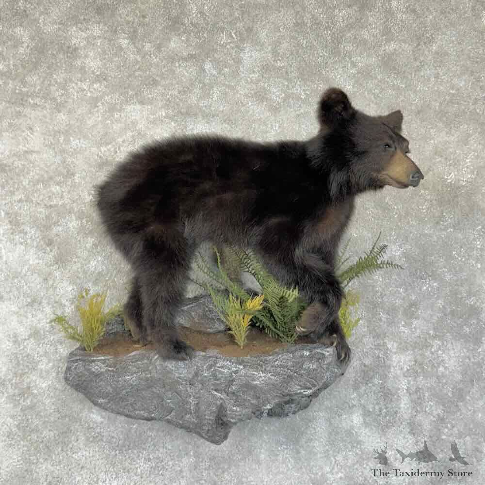 Black Bear Cub Life-Size Mount For Sale #31354 @ The Taxidermy Store
