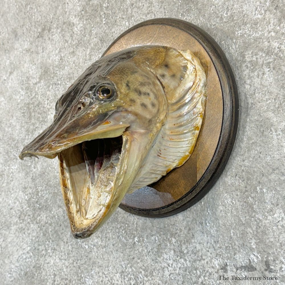 Muskellunge Head Mount For Sale #29209 @ The Taxidermy Store