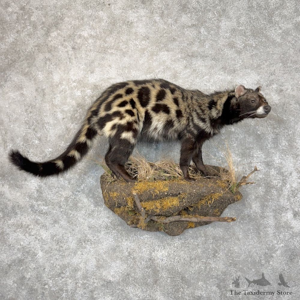 African Civet Cat Mount For Sale #29874 @ The Taxidermy Store