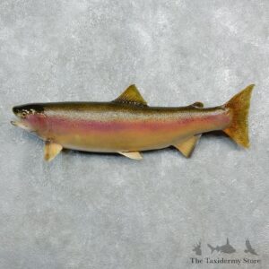 Rainbow Trout Fish Mount For Sale #18273 @ The Taxidermy Store