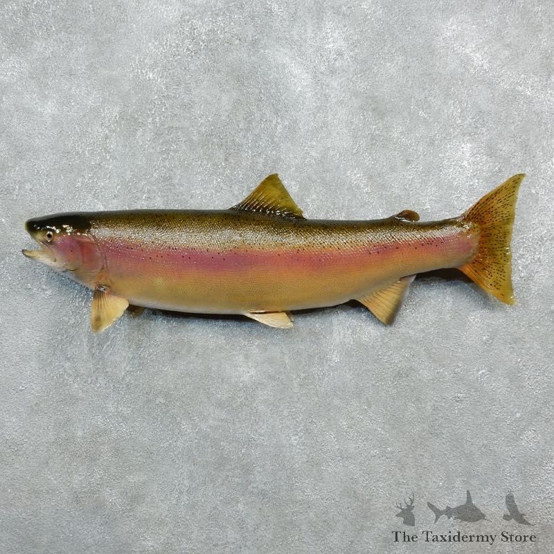Rainbow Trout Fish Mount For Sale #18273 @ The Taxidermy Store