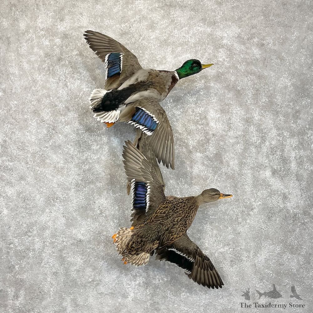 Mallard Drake and Hen Duck Mount For Sale #28528 - The Taxidermy Store
