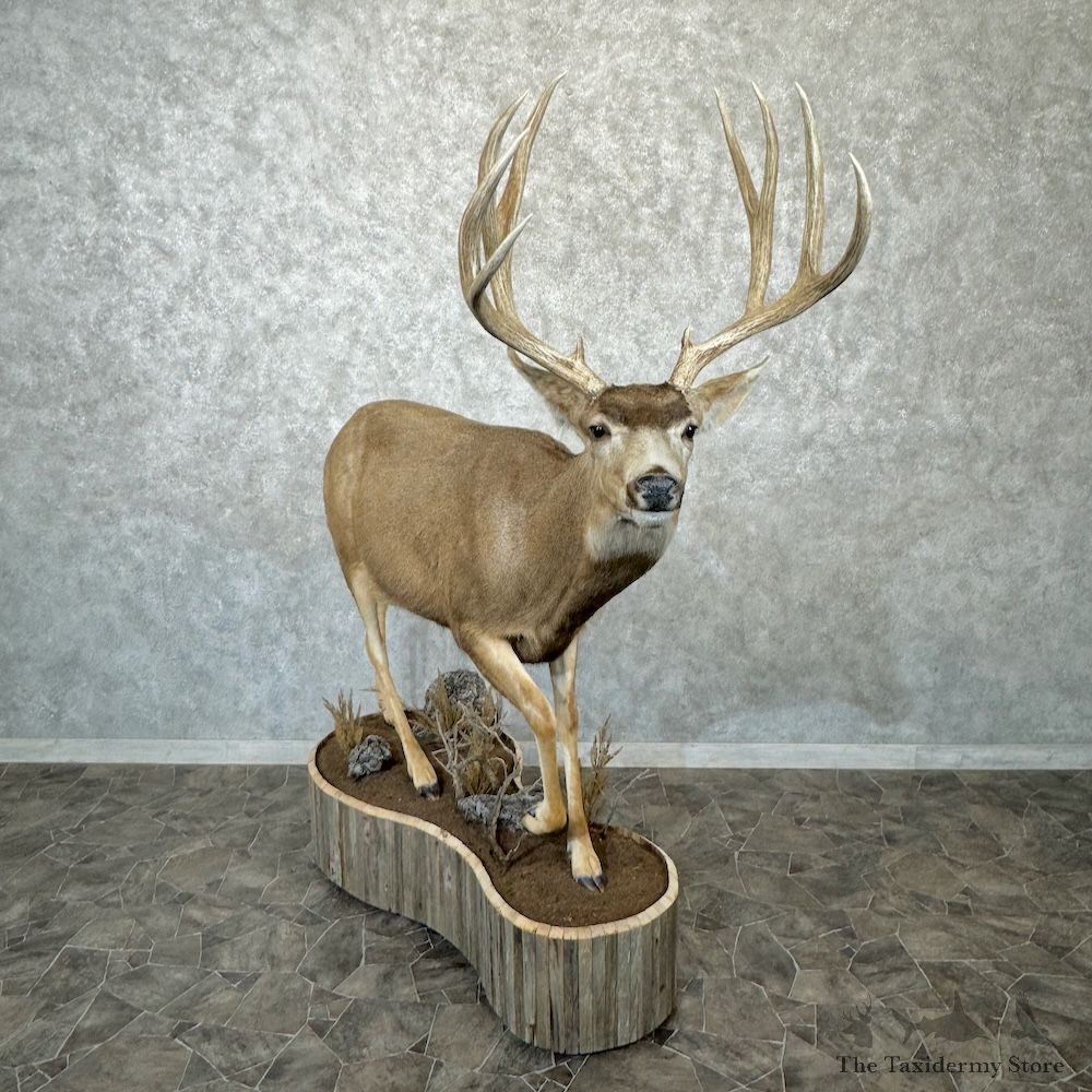 Mule Deer Life-Size Mount For Sale #29731 @ The Taxidermy Store