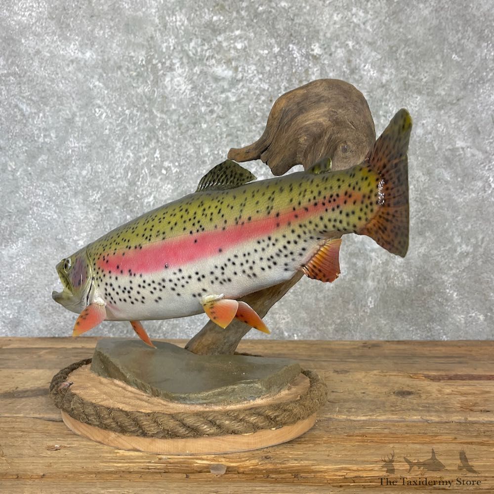 Rainbow Trout Fish Mount For Sale #27192 @ The Taxidermy Store