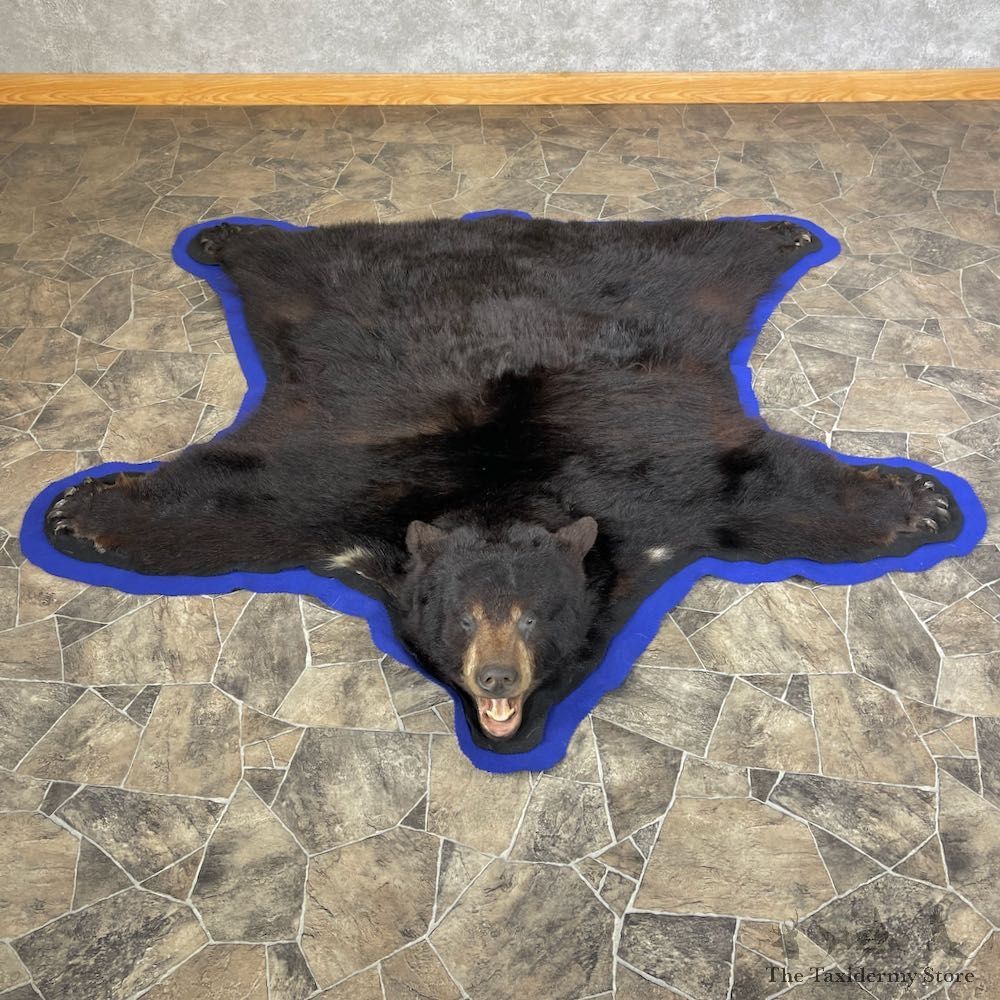 Black Bear Full-Size Rug For Sale #26297 @ The Taxidermy Store
