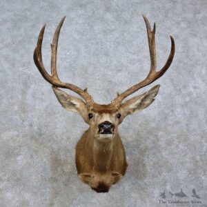 Mule Deer Shoulder Mount For Sale #15802 @ The Taxidermy Store