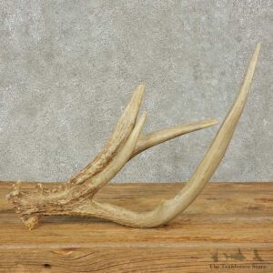 Whitetail Deer Antler Shed For Sale #16235 @ The Taxidermy Store