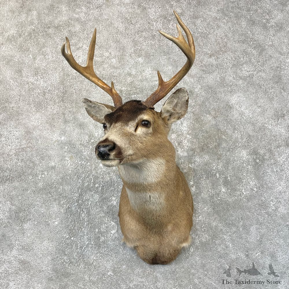 Sitka Blacktail Deer Shoulder Mount For Sale #25200 For Sale @ The Taxidermy Store