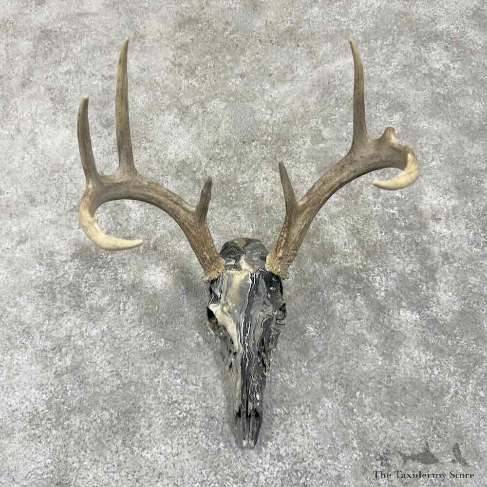 Whitetail Deer Dipped Skull Mount For Sale #30645 @ The Taxidermy Store