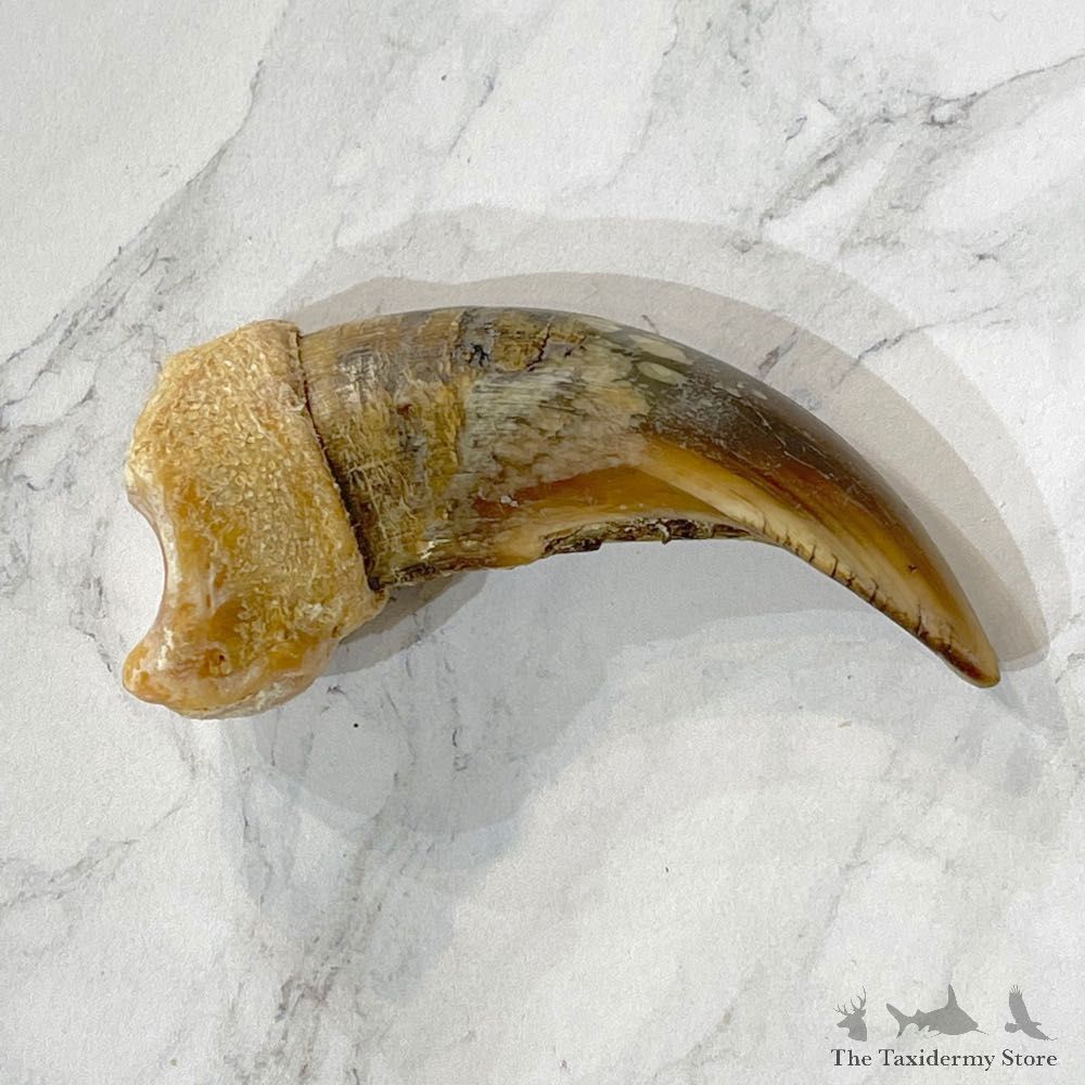 Grizzly Bear Claw For Sale #24871 - The Taxidermy Store