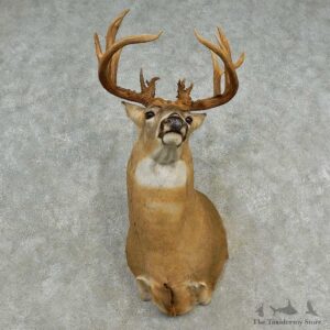 Whitetail Deer Shoulder Mount For Sale #16575 @ The Taxidermy Store