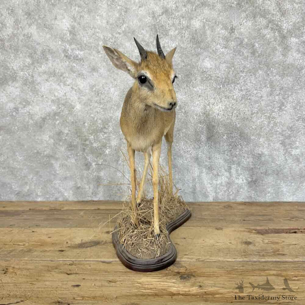 Kirks Dik-Dik Life-Size Mount For Sale #31148 @ The Taxidermy Store