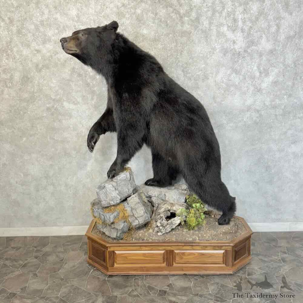 Black Bear Life-Size Mount For Sale #31224 @ The Taxidermy Store
