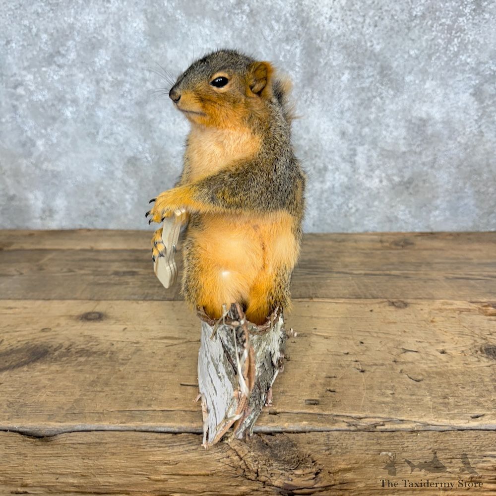 Canoe Fox Squirrel Novelty Mount For Sale #29499 @ The Taxidermy Store