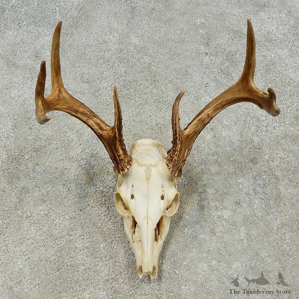 Whitetail Deer Skull European Mount For Sale #16193 @ The Taxidermy Store