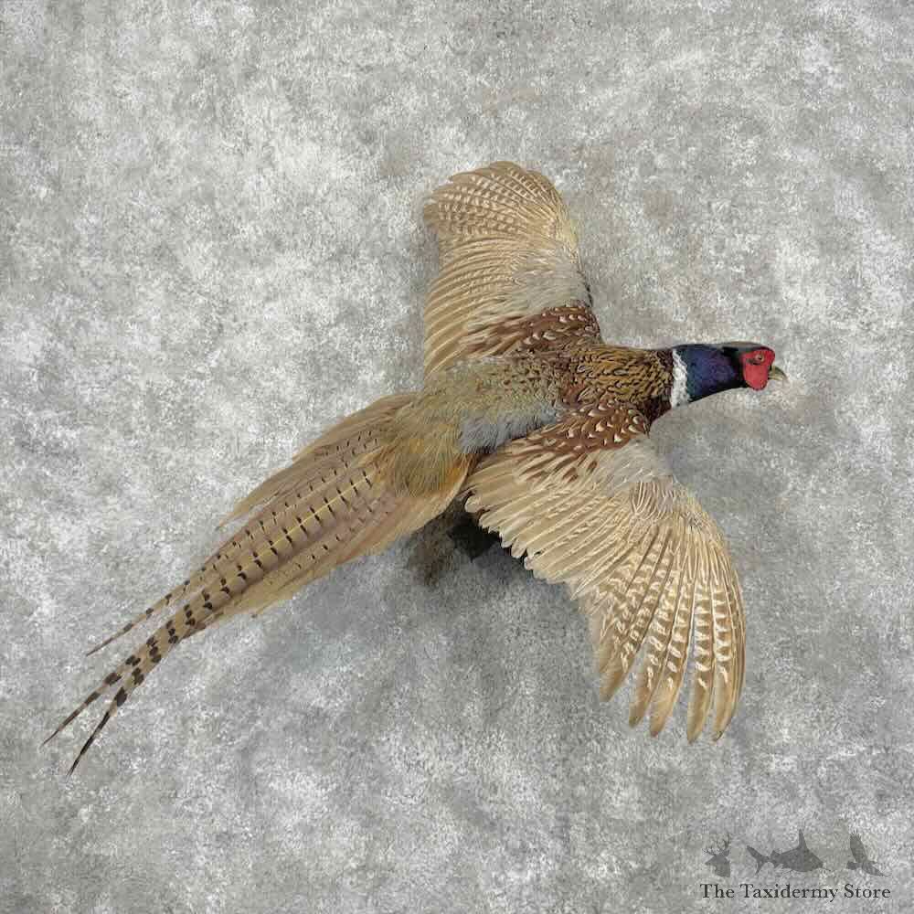 Ringneck Pheasant Bird Mount For Sale #31503 @ The Taxidermy Store