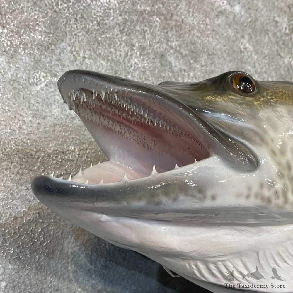 Reproduction Muskellunge Fish Mount For Sale #27533 @ The Taxidermy Store