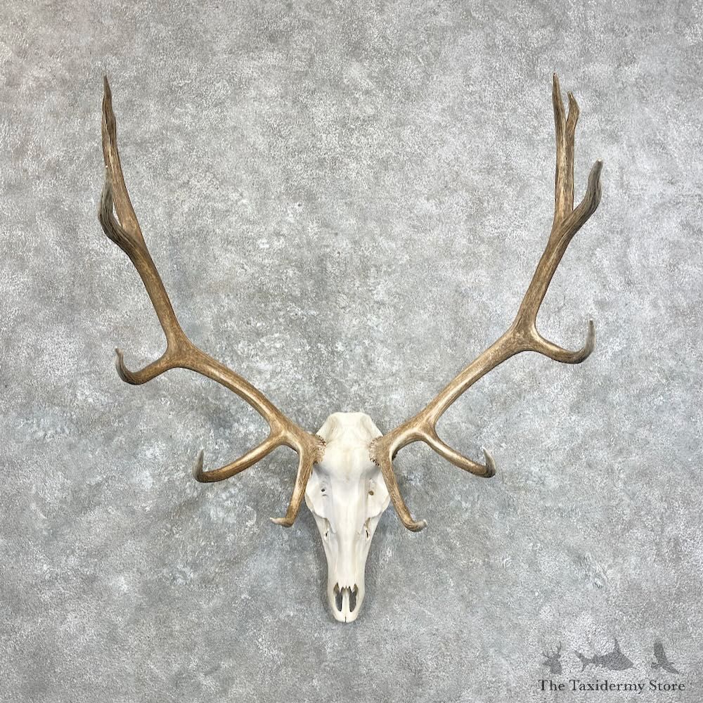 Rocky Mountain Elk Skull European Mount For Sale #28022 @ The Taxidermy Store
