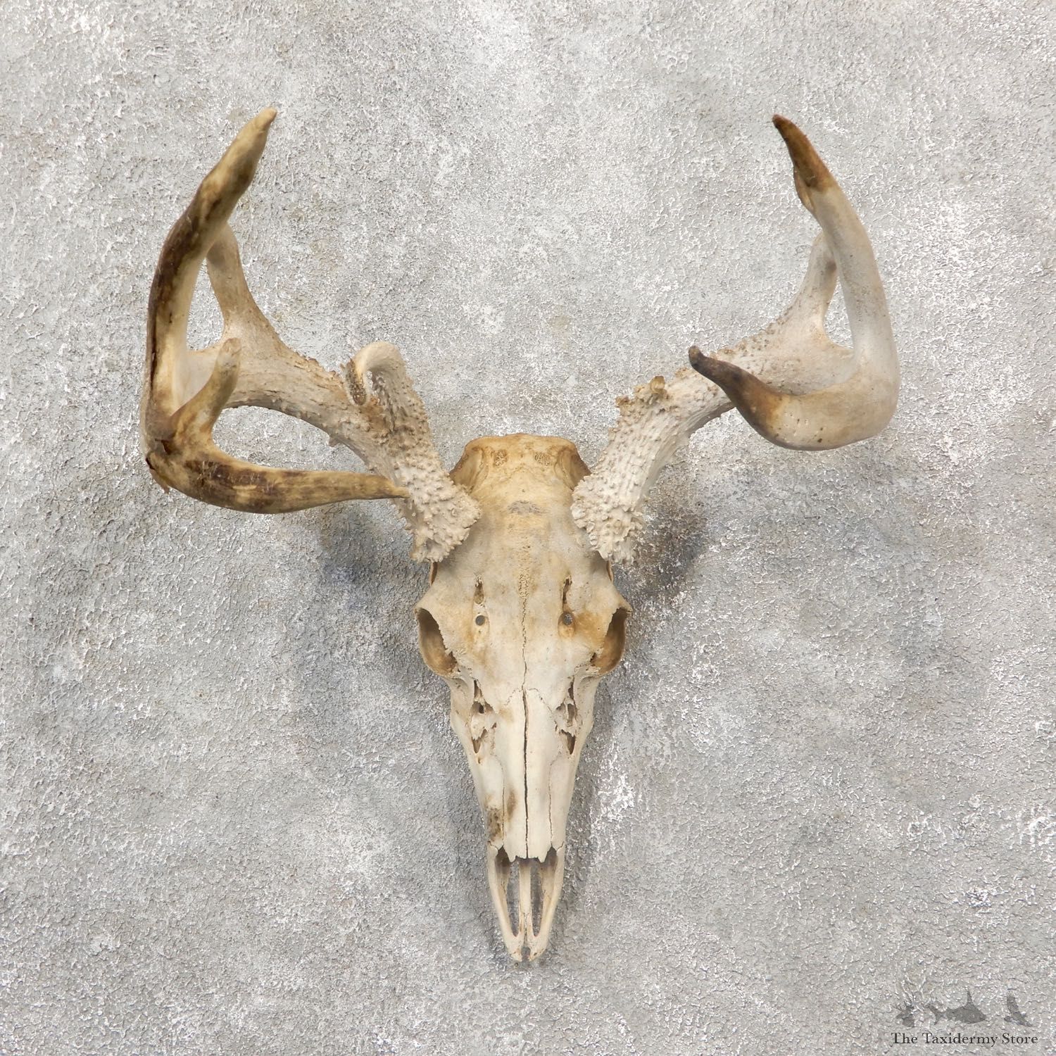 Whitetail Deer Skull European Mount For Sale #19250 @ The Taxidermy Store