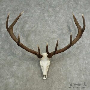 Red Deer Stag Skull European Mount For Sale #16898 @ The Taxidermy Store