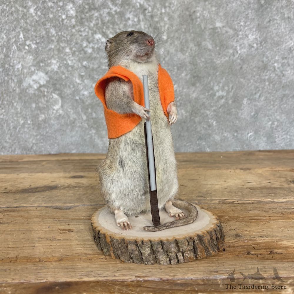 Hunting Rat Novelty Mount For Sale #26411 @ The Taxidermy Store