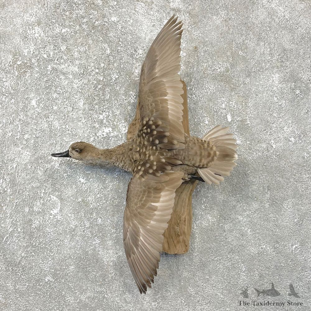 Marbled Duck Bird Mount For Sale #25083 - The Taxidermy Store