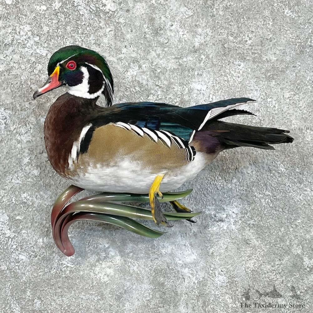 Wood Duck Bird Mount For Sale #27948 - The Taxidermy Store