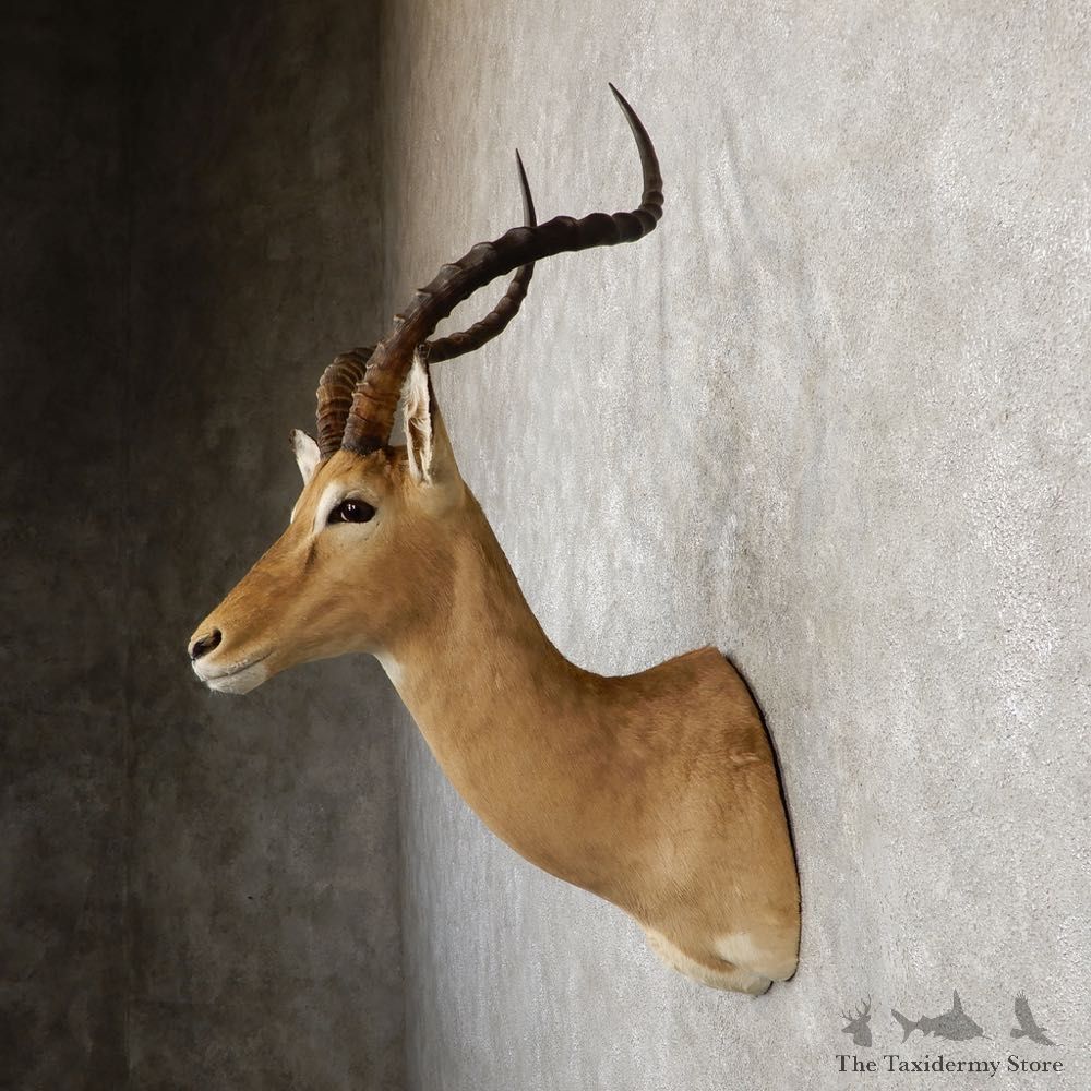 South African Impala Shoulder Mount For Sale #20294 @ The Taxidermy Store