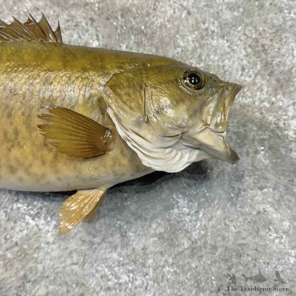 Smallmouth Bass Fish Mount For Sale #31275 @ The Taxidermy Store