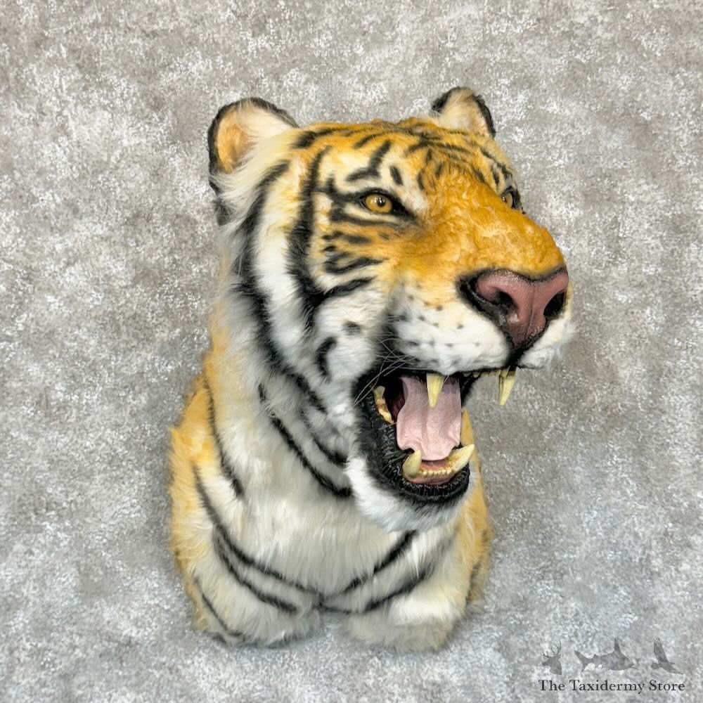 Reproduction Bengal Tiger Shoulder Mount For Sale #29167 @ The Taxidermy Store