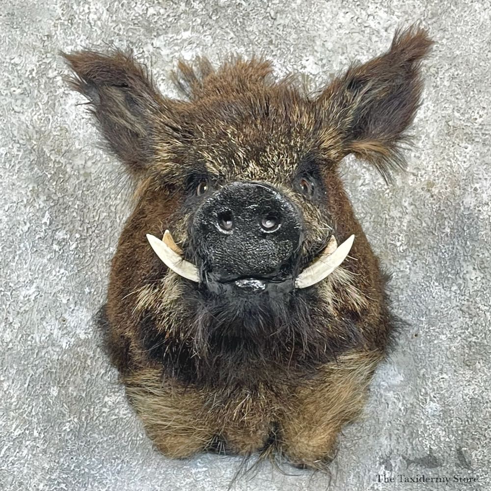 Russian Boar Shoulder Mount For Sale #27158 @ The Taxidermy Store