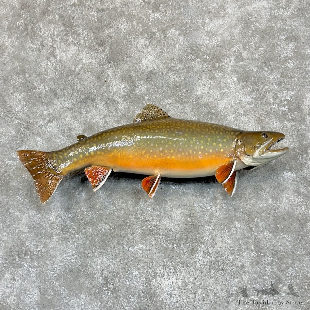 Brook Trout Fish Mount For Sale #29371 @ The Taxidermy Store