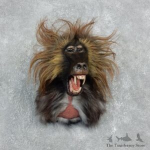 Reproduction Gelada Mount For Sale #18311 @ The Taxidermy Store