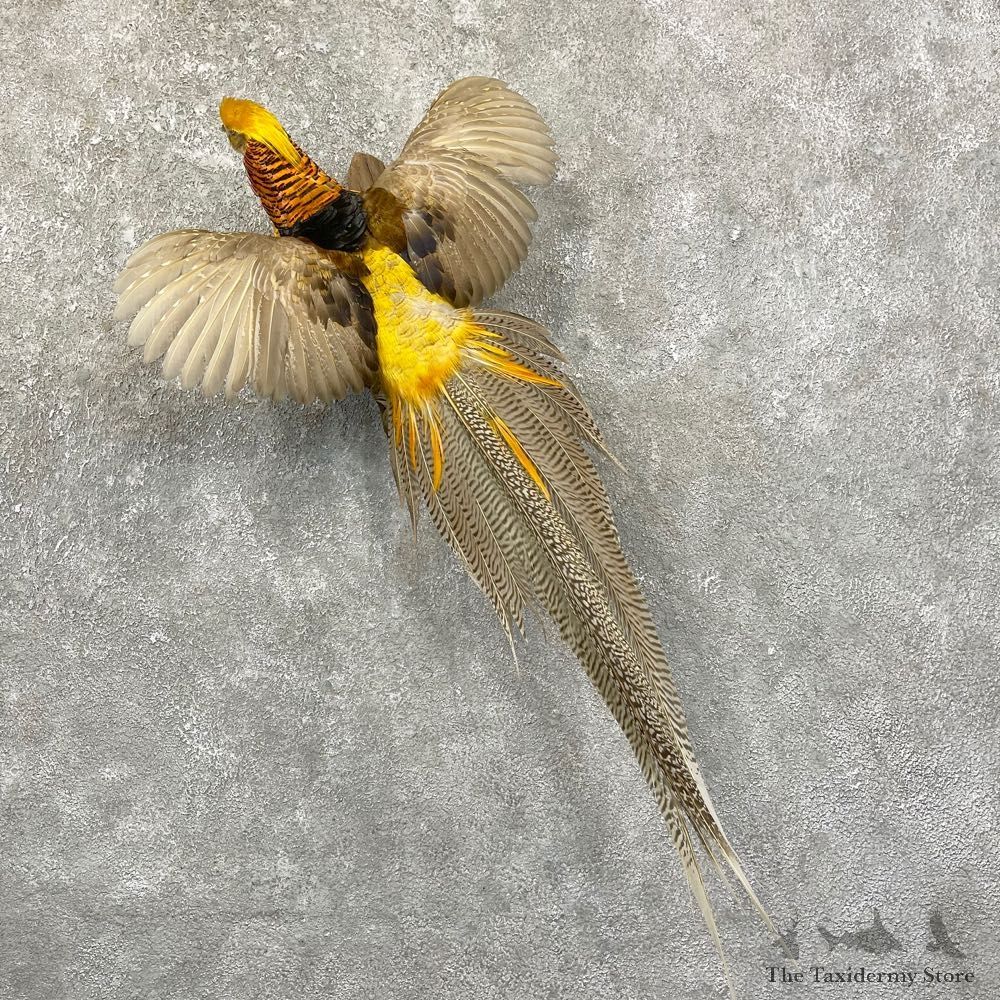 Golden Pheasant Mount For Sale #24647 @ The Taxidermy Store