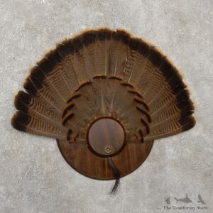 Eastern Wild Turkey Fan For Sale #20156 @ The Taxidermy Store