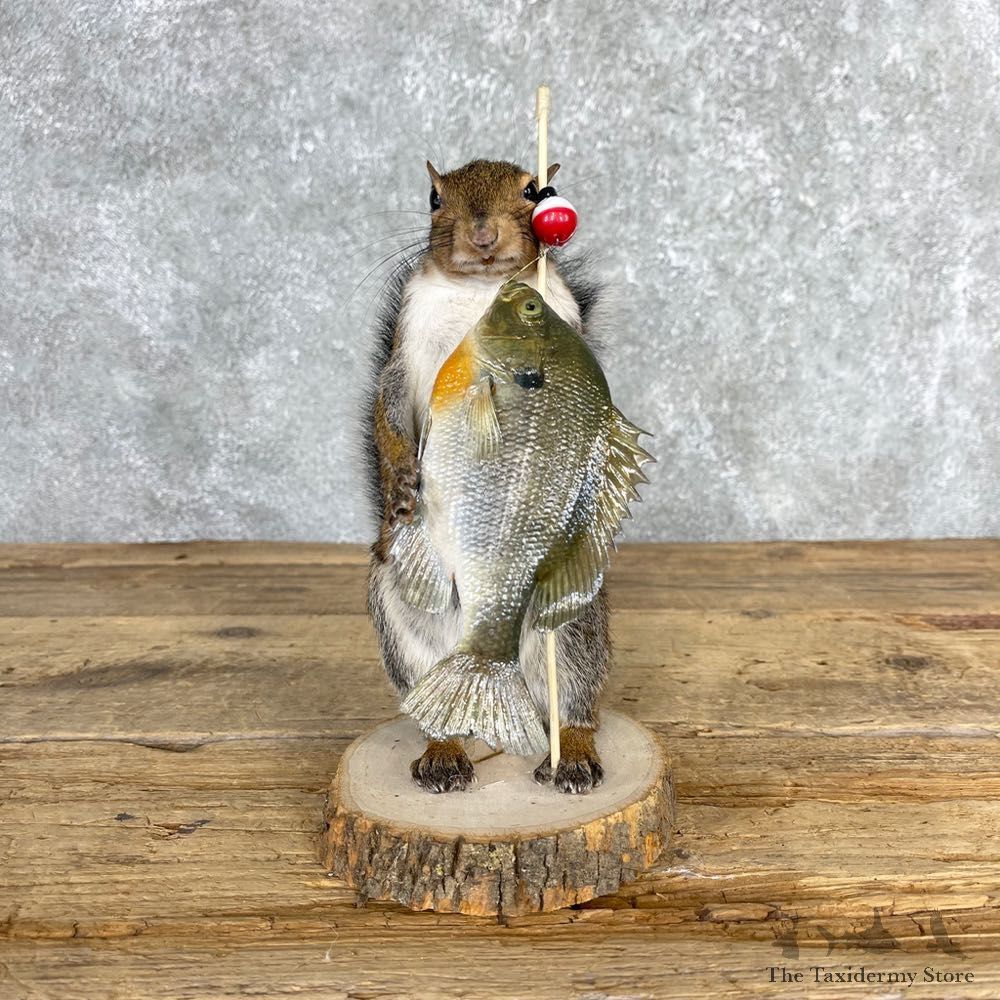 Fishing Squirrel Novelty Mount For Sale #24040 @ The Taxidermy Store
