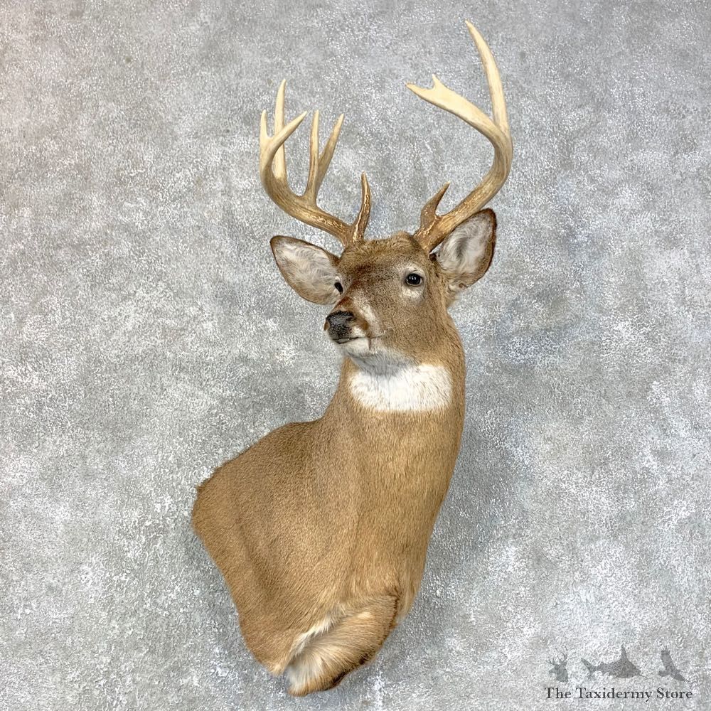 Whitetail Deer Shoulder Mount #23984 For Sale - The Taxidermy Store