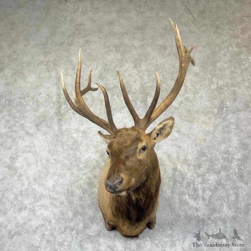 Rocky Mountain Elk Shoulder Mount For Sale #31849 @ The Taxidermy Store