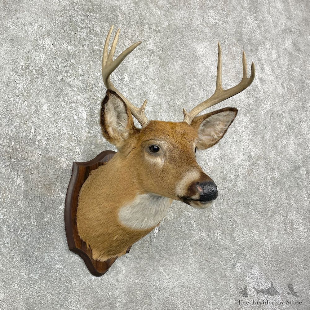 Whitetail Deer Shoulder Mount For Sale #25986 @ The Taxidermy Store