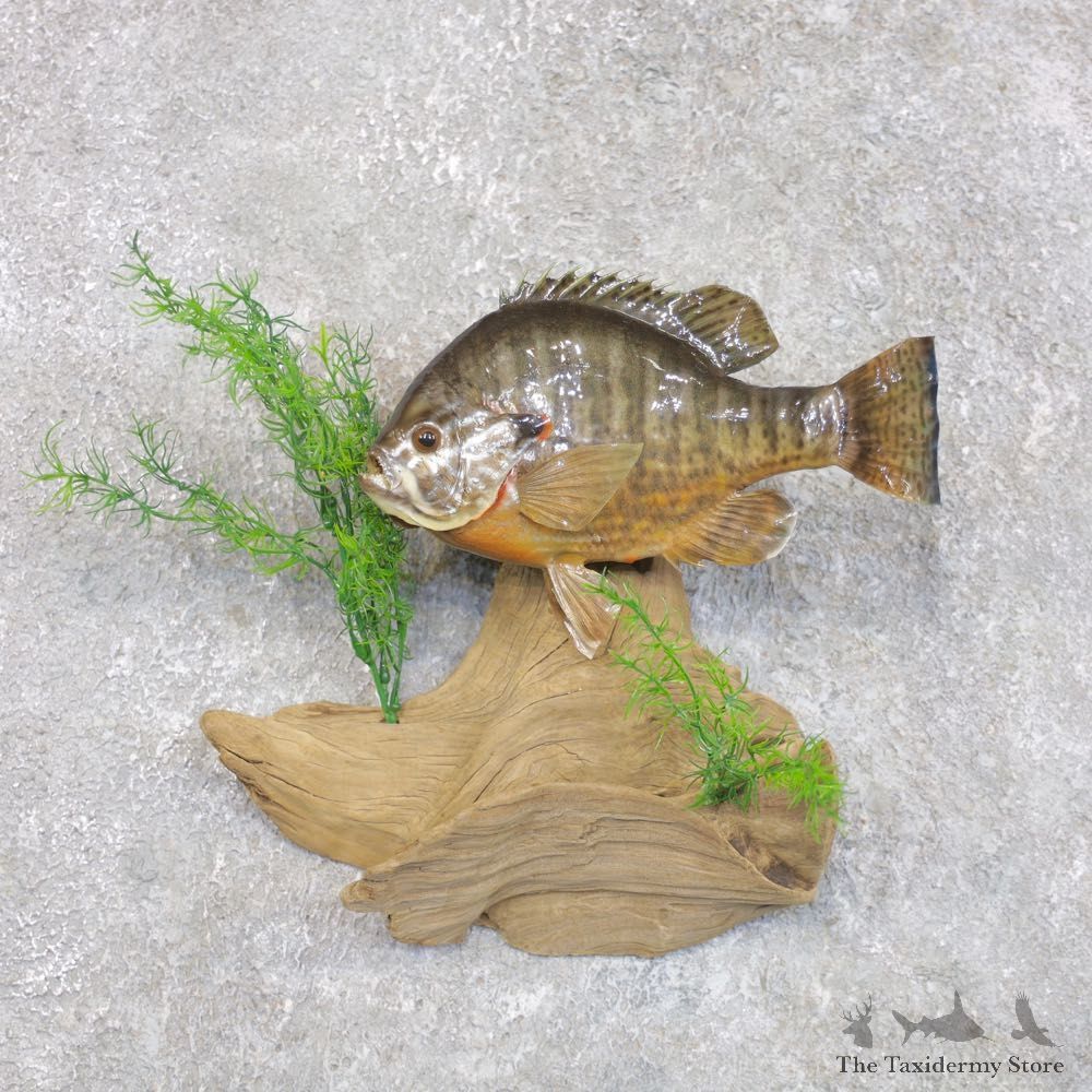 Redear Sunfish Taxidermy Fish Mount #22278 For Sale @ The Taxidermy Store