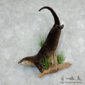 River Otter Life-Size Mount For Sale #17934 @ The Taxidermy Store