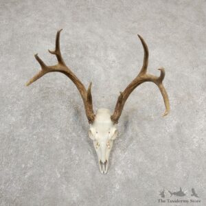 Whitetail Deer Skull European Mount For Sale #20547 @ The Taxidermy Store