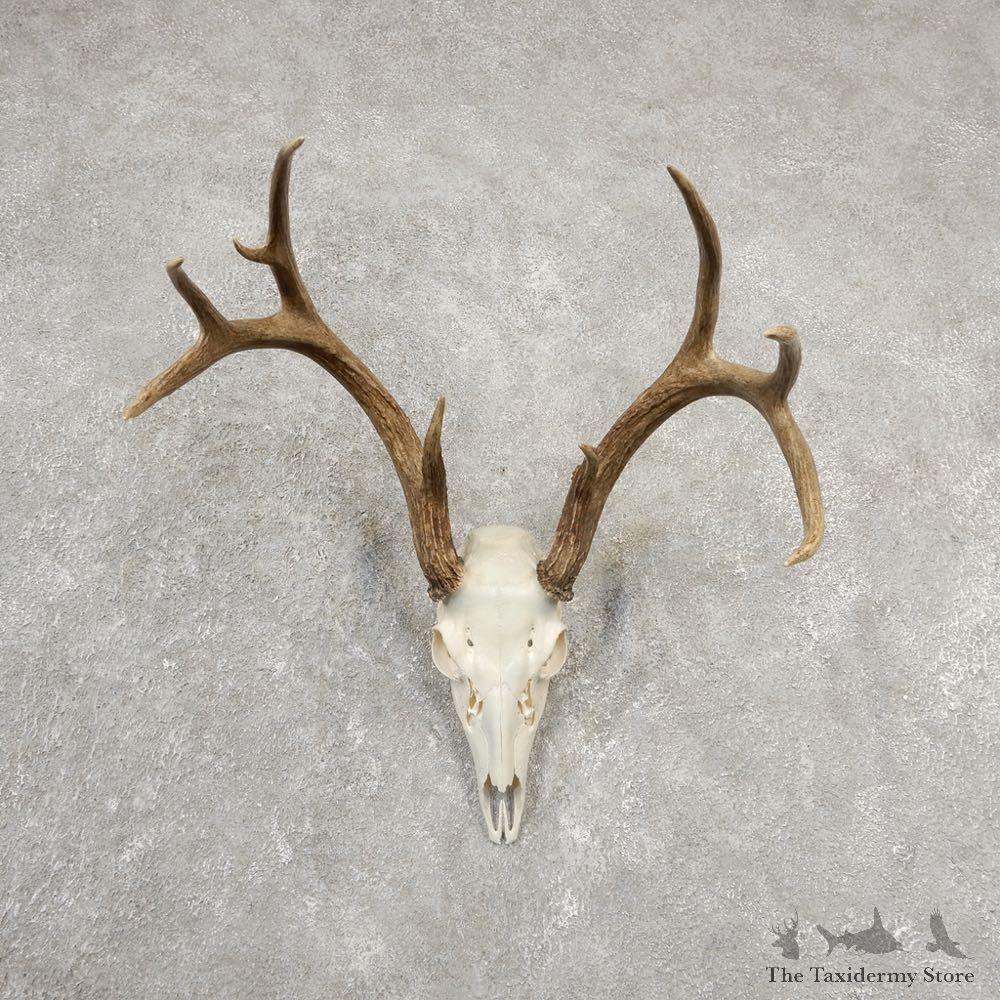 Whitetail Deer Skull European Mount For Sale #20547 @ The Taxidermy Store