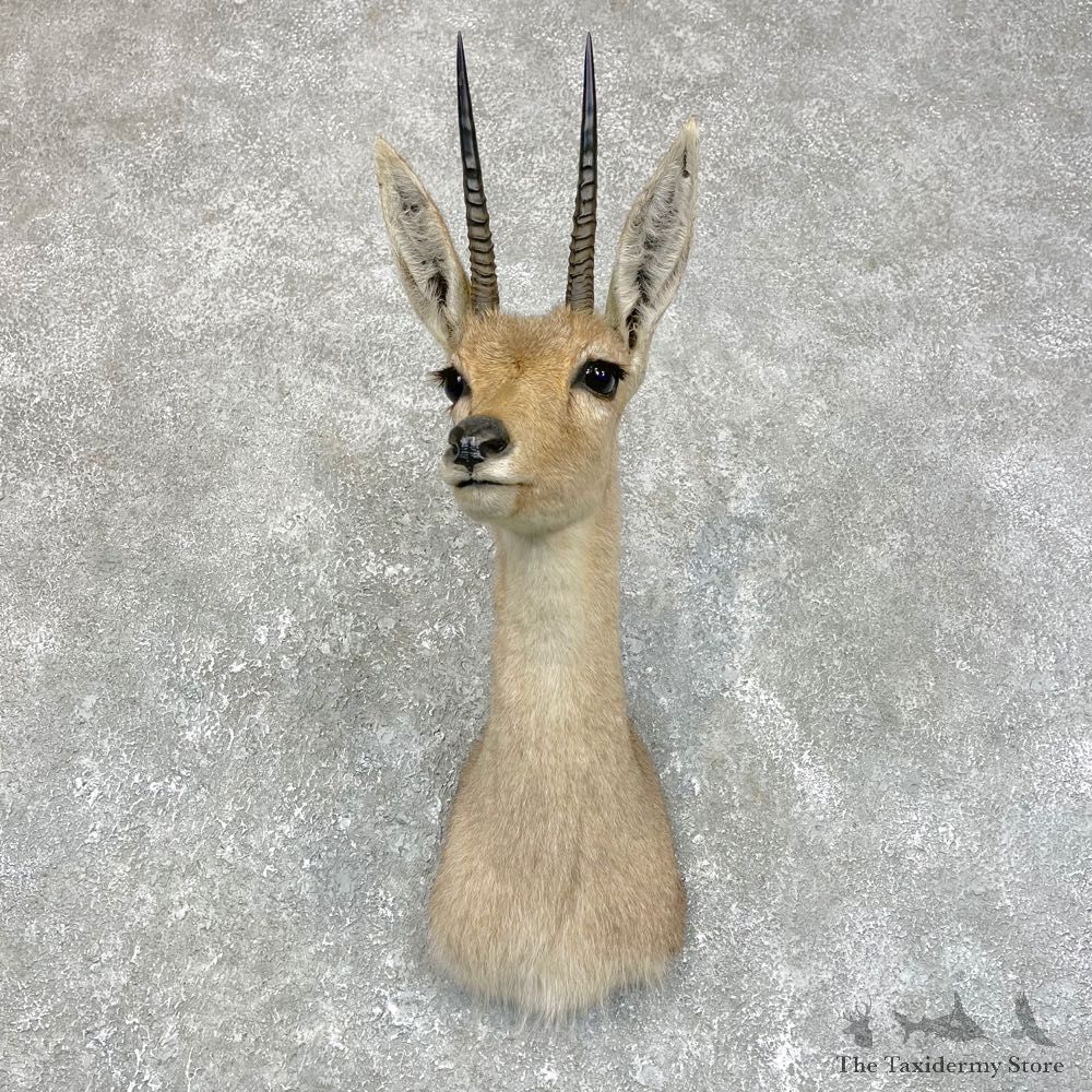African Vaal Rhebok Shoulder Mount For Sale #24188 @ The Taxidermy Store