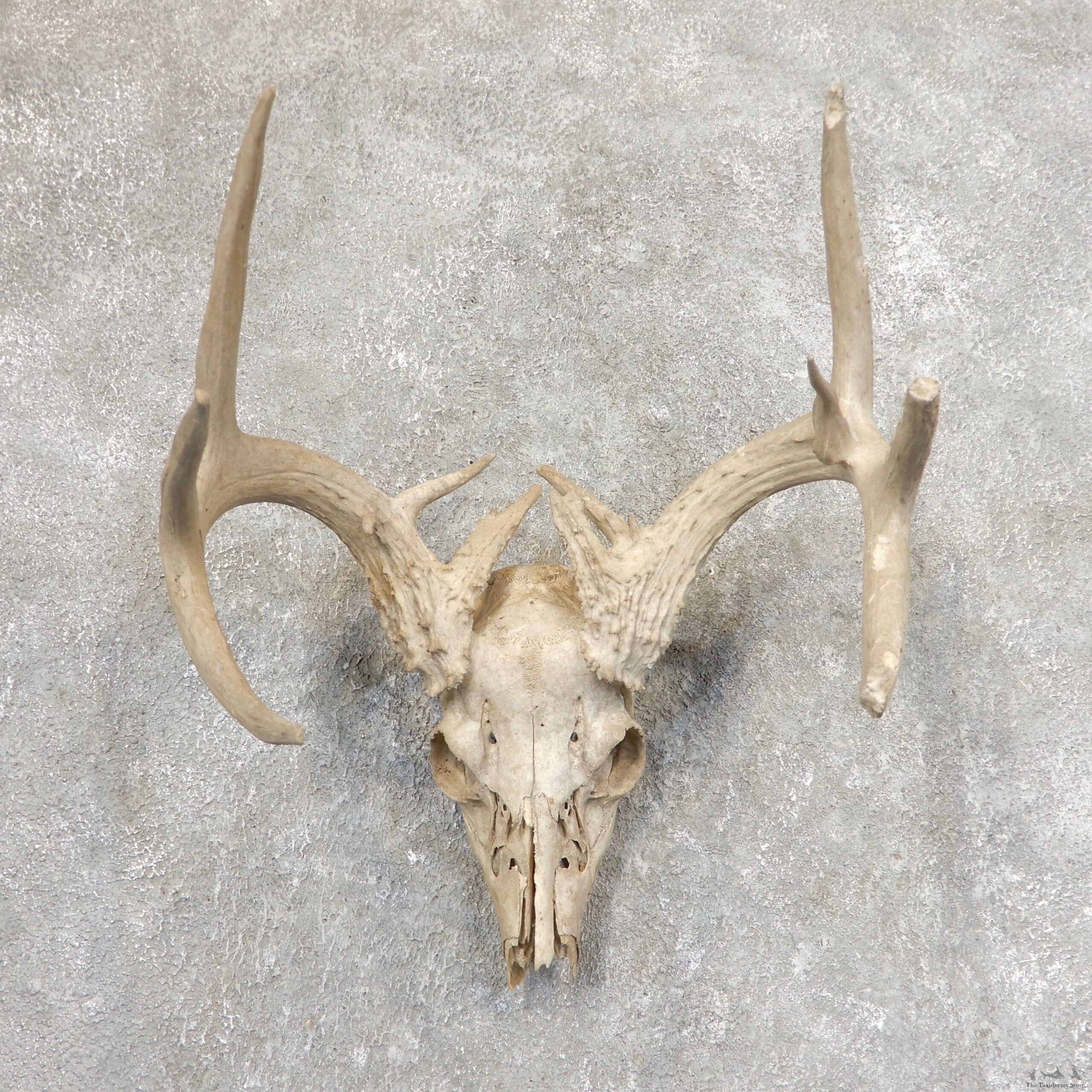 Whitetail Deer Skull European Mount For Sale #21346 @ The Taxidermy Store