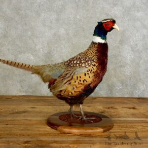 Ringneck Pheasant Bird Mount For Sale #17546 @ The Taxidermy Store