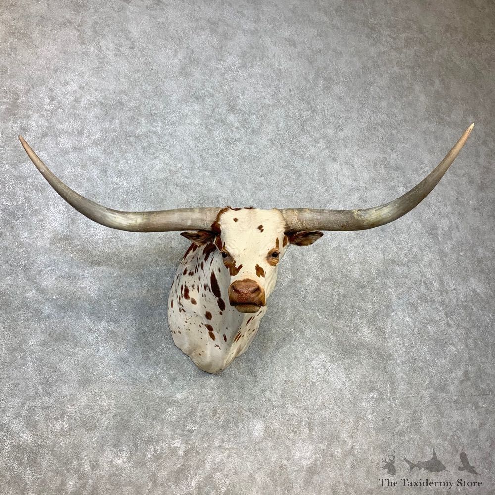 Texas Longhorn Steer Shoulder Taxidermy Mount #23296 For Sale @ The Taxidermy Store