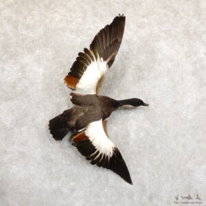 Paradise Shelduck Life Size Taxidermy Mount #19716 For Sale @ The Taxidermy Store